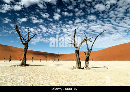 Bäume in Namibia - Namib Naukluft National Park, Namibia, Afrika Stockfoto