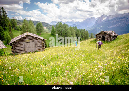 Armentara Wiesen in voller Blüte. Armentara, Alta Badia, Südtirol, Italien, Europa Stockfoto