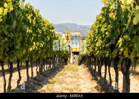 Europa, Italien, Umbrien, Perugia, Montefalco. Weinberge im Herbst Stockfoto