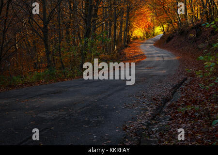 Straße im Herbst Wald, Bolla, Casasco d'Intelvi, Intelvi Tal, in der Provinz Como, Lombardei, Italien, Europa Stockfoto