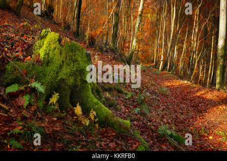 Herbst Wald, Bolla, Casasco d'Intelvi, Intelvi Tal, in der Provinz Como, Lombardei, Italien, Europa Stockfoto