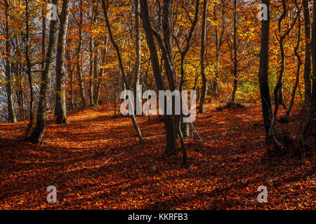 Herbst Wald, Bolla, Casasco d'Intelvi, Intelvi Tal, in der Provinz Como, Lombardei, Italien, Europa Stockfoto