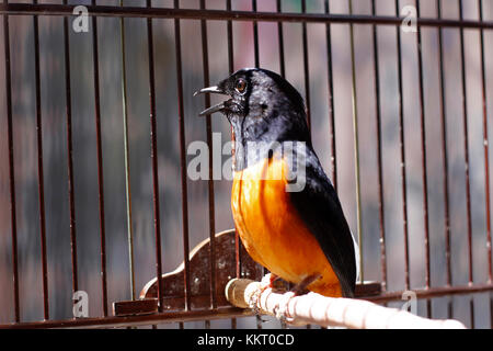 Fighter Vögel oder in Asien genannt ist ein murai Batu Stockfoto