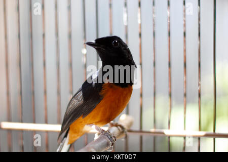 Fighter Vögel oder in Asien genannt ist ein murai Batu Stockfoto