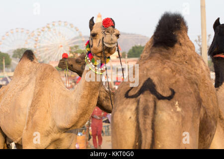Zwei verzierte Kamelen am Pushkar camel Festival, Pushkar, Rajasthan, Indien Stockfoto