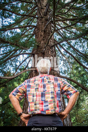 Ein grauhaariger Mann, in einen großen Baum mit seiner Hände auf seine Hüften. Stockfoto