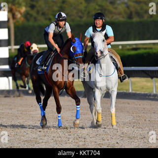 Hallandale, FL - 15. April: (exklusive Deckung) Trainer antonio Sano ging von zweimal entführt werden in Venezuela zur Ausbildung einer Kentucky Derby Kämpfer gunnevera. gunnevera hier gesehen Breezing 5 Achtelmeilen 1 Menuett flach auf die Spur einer seiner letzten Workouts, bevor das Kentucky Derby, wo er einer der Favoriten werden. Hier bei Gulfstream Park gesehen am 15. April 2017 in Hallandale, Florida Personen: gunnevera Stockfoto