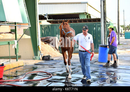 HALLANDALE, FL - 15. APRIL: (EXKLUSIVE BERICHTERSTATTUNG) Trainer Antonio Sano wurde in Venezuela zweimal entführt und trainierte den Kentucky Derby-Kandidaten Gunnevera. Gunnevera hat hier 5 Furlongs in 1 Menuett auf der Strecke für eines seiner letzten Workouts vor dem Kentucky Derby gesehen, wo er einer der Favoriten sein wird. Gesehen hier im Gulfstream Park am 15. April 2017 in Hallandale, Florida People: Gunnevera Stockfoto