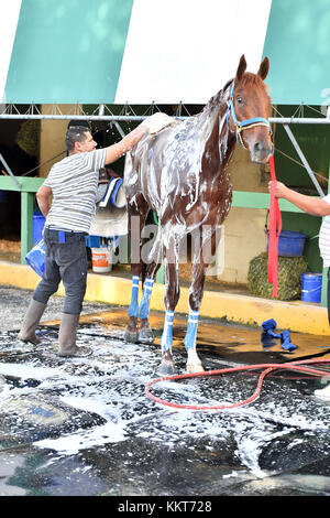 HALLANDALE, FL - 15. APRIL: (EXKLUSIVE BERICHTERSTATTUNG) Trainer Antonio Sano wurde in Venezuela zweimal entführt und trainierte den Kentucky Derby-Kandidaten Gunnevera. Gunnevera hat hier 5 Furlongs in 1 Menuett auf der Strecke für eines seiner letzten Workouts vor dem Kentucky Derby gesehen, wo er einer der Favoriten sein wird. Gesehen hier im Gulfstream Park am 15. April 2017 in Hallandale, Florida People: Gunnevera Stockfoto