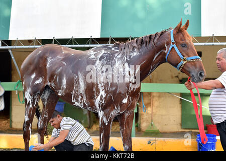 HALLANDALE, FL - 15. APRIL: (EXKLUSIVE BERICHTERSTATTUNG) Trainer Antonio Sano wurde in Venezuela zweimal entführt und trainierte den Kentucky Derby-Kandidaten Gunnevera. Gunnevera hat hier 5 Furlongs in 1 Menuett auf der Strecke für eines seiner letzten Workouts vor dem Kentucky Derby gesehen, wo er einer der Favoriten sein wird. Gesehen hier im Gulfstream Park am 15. April 2017 in Hallandale, Florida People: Gunnevera Stockfoto