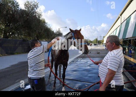 Hallandale, FL - 15. April: (exklusive Deckung) Trainer antonio Sano ging von zweimal entführt werden in Venezuela zur Ausbildung einer Kentucky Derby Kämpfer gunnevera. gunnevera hier gesehen Breezing 5 Achtelmeilen 1 Menuett flach auf die Spur einer seiner letzten Workouts, bevor das Kentucky Derby, wo er einer der Favoriten werden. Hier bei Gulfstream Park gesehen am 15. April 2017 in Hallandale, Florida Personen: gunnevera Stockfoto