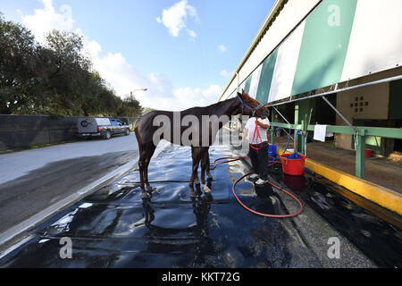 HALLANDALE, FL - 15. APRIL: (EXKLUSIVE BERICHTERSTATTUNG) Trainer Antonio Sano wurde in Venezuela zweimal entführt und trainierte den Kentucky Derby-Kandidaten Gunnevera. Gunnevera hat hier 5 Furlongs in 1 Menuett auf der Strecke für eines seiner letzten Workouts vor dem Kentucky Derby gesehen, wo er einer der Favoriten sein wird. Gesehen hier im Gulfstream Park am 15. April 2017 in Hallandale, Florida People: Gunnevera Stockfoto