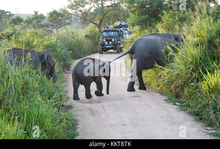 Wilde Elefanten in Hurulu Eco Park Biosphäre zu reservieren, Habarana, Distrikt Anuradhapura, Sri Lanka, Asien Stockfoto