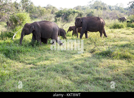 Wilde Elefanten in Hurulu Eco Park Biosphäre zu reservieren, Habarana, Distrikt Anuradhapura, Sri Lanka, Asien Stockfoto