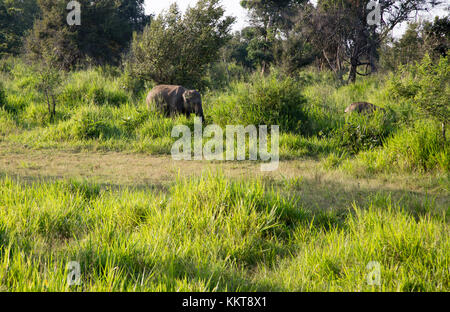 Wilde Elefanten in Hurulu Eco Park Biosphäre zu reservieren, Habarana, Distrikt Anuradhapura, Sri Lanka, Asien Stockfoto