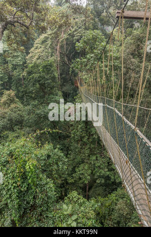 Taman Negara National Park, einem alten Wald in Malaysia, schätzungsweise über 140 Millionen Jahre alt sein Stockfoto