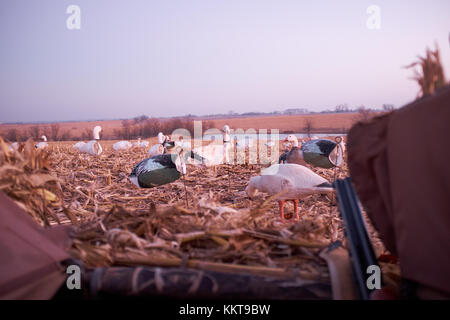 Jäger in einem ausblenden, die über decoy Wasservögel in Gras und Schilf neben einer landwirtschaftlichen See anzuziehen, die Vögel innerhalb der Reichweite seines Gewehrs Stockfoto