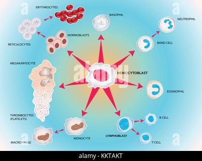 Alle Blutzellen durch Stammzellen hergestellt, die die Blut System. Vektor medizinischen Abbildung Stock Vektor