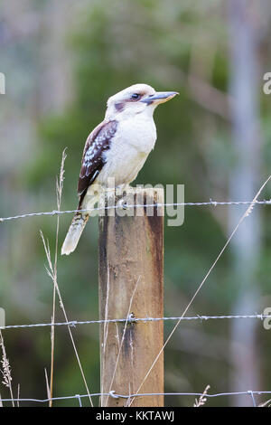 Eine schöne Kookaburra sitzen auf einem Stacheldraht zaun. Stockfoto