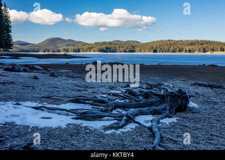 Tote Wurzeln der Kiefer in Eis bei Winter, Landschaft. Bulgarien, Rhodopen Gebirge, Shiroka Polyana Stausee. Stockfoto