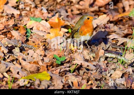 Robin im Winter Vogel bei rspb Schinken wand Naturschutzgebiet meare Somerset uk Stockfoto