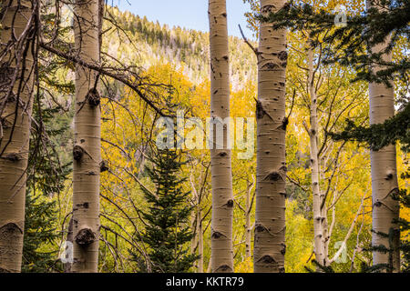 Aspen Bäume ändern Blatt Farbe Gelb im Herbst Farben Saison Stockfoto