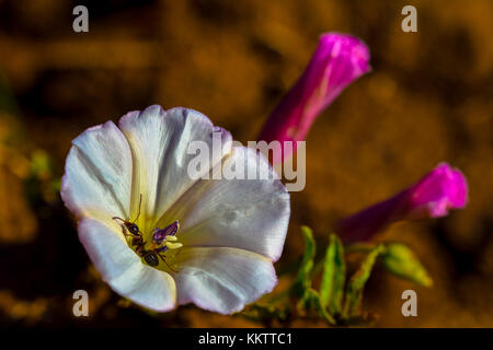 Makro Foto eines weißen morning glory Blume mit rosa Blumen im Hintergrund Stockfoto