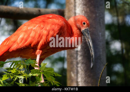 Rote Ibis (kuhreiher) bleiben auf Zweig Stockfoto