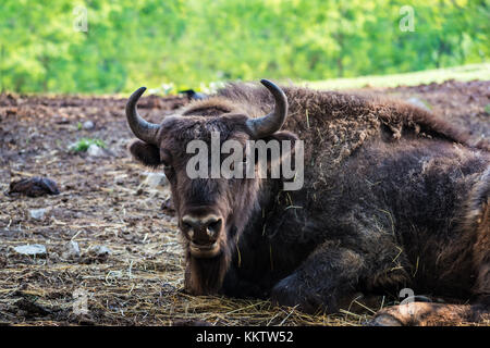 Wisent (Bison bonasus) Festlegung auf dem Boden und starrte auf die Kamera Stockfoto