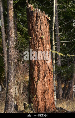 Hohen Baumstamm mit der Moss in genau der richtige Ort um zu schauen, wie eine Wache auf dem Weg. auf 3:52 Uhr am 22. November 2017 an einem sonnigen Tag. Stockfoto