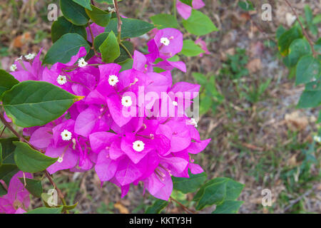 Lila Bougainvillea und Weichzeichnen Hintergrund, Bougainvillea Strauch wächst außerhalb an einem sonnigen Tag in den Tropen. Stockfoto