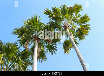 Palmen auf dem Hintergrund des blauen Himmels. roten Siegellack Palme, Lippenstift Palm, raja Palm, maharadscha Palm, cyrtostachys renda Zierpflanzen in Gärten Stockfoto