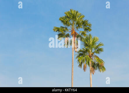 Palmen auf dem Hintergrund des blauen Himmels. roten Siegellack Palme, Lippenstift Palm, raja Palm, maharadscha Palm, cyrtostachys renda Zierpflanzen in Gärten Stockfoto