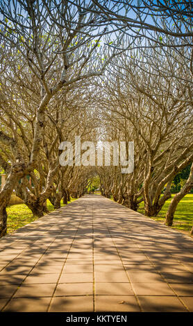 Schöne Art der Plumeria Bäumen arch im Nan Nationalmuseum thailand Stockfoto