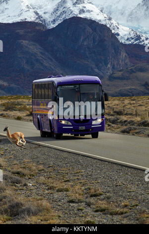 Guanaco läuft von Bus auf der Straße von El Chalten, Patagonien, Argentinien, Südamerika