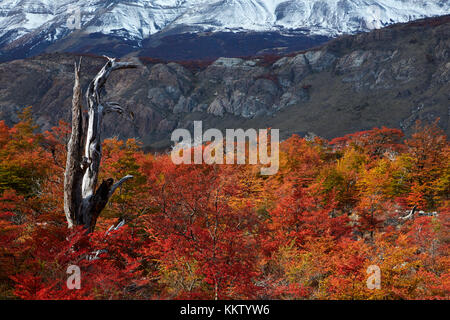 Lenga Bäumen im Herbst, in der Nähe von El Chalten, Parque Nacional Los Glaciares, Patagonien, Argentinien, Südamerika (mr) Stockfoto