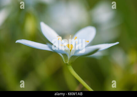 Gras Lily, Ornithogalum umbellatum, Santpedor, Katalonien Stockfoto