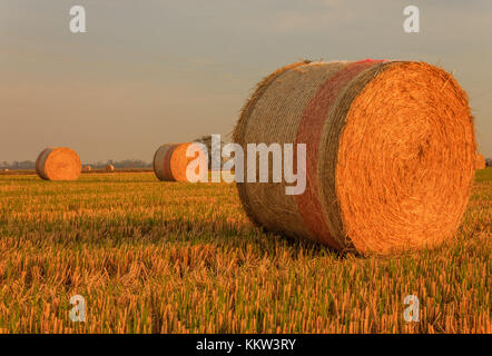 Nahaufnahme eines zylindrischen Ballen Heu in einem Ackerland/Ausdehnung von Heu zylindrischen Ballen in einer Ackerland Stockfoto