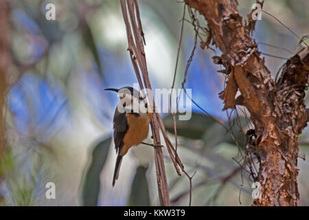 Östlichen spinebill klammerte sich in Wald, Reben. nattai National Park nsw Australien Stockfoto