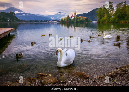 Weißer Schwan und Enten schwimmen im Bleder See an einem regnerischen Herbsttag Stockfoto