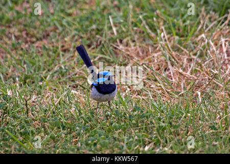 Super fairy Wren männliche Vogel Futter auf dem Boden in Victoria, Australien Stockfoto