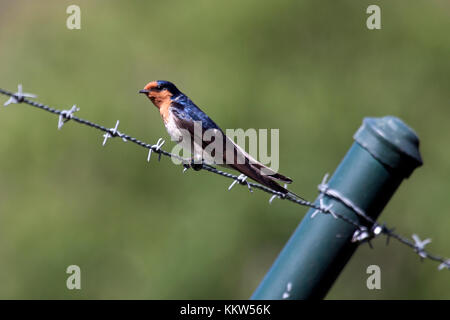 Willkommen schlucken auf draht zaun in Victoria Australien gehockt Stockfoto