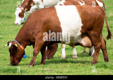 Holländischer Gürtel (Lakenvelder) als Weidekuh. Stockfoto