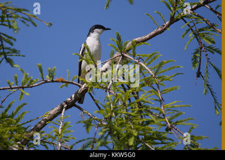 White winged Triller erwachsenen männlichen thront auf Niederlassung in Queensland, Australien Stockfoto