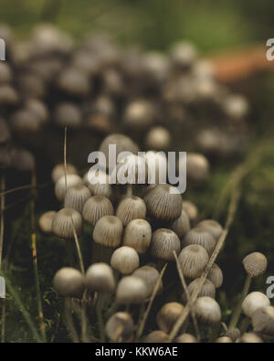 Makro Pilz Stockfoto