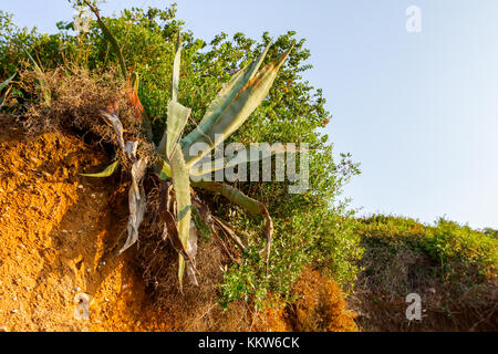 Aloe Vera Pflanze wächst in ihrem natürlichen Lebensraum, Umwelt mit extremen Gelände. Stockfoto