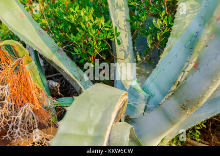 Nahaufnahme Blick auf riesige Aloe Vera Pflanze mit einem Blatt fehlt in ihrem natürlichen Lebensraum. Stockfoto