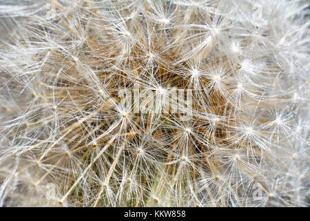 Hintergrund mit blühenden Löwenzahn in Nahaufnahme. Full Frame. Stockfoto