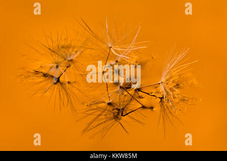 Löwenzahn Samen auf die Oberfläche des Wassers. Tapete. Hintergrund. Stockfoto
