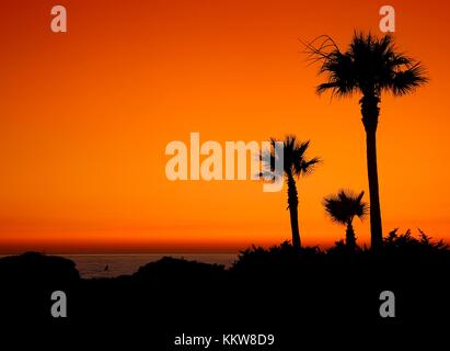 Sonnenuntergang mit Palmen am Strand von Cadiz, Spanien. Stockfoto